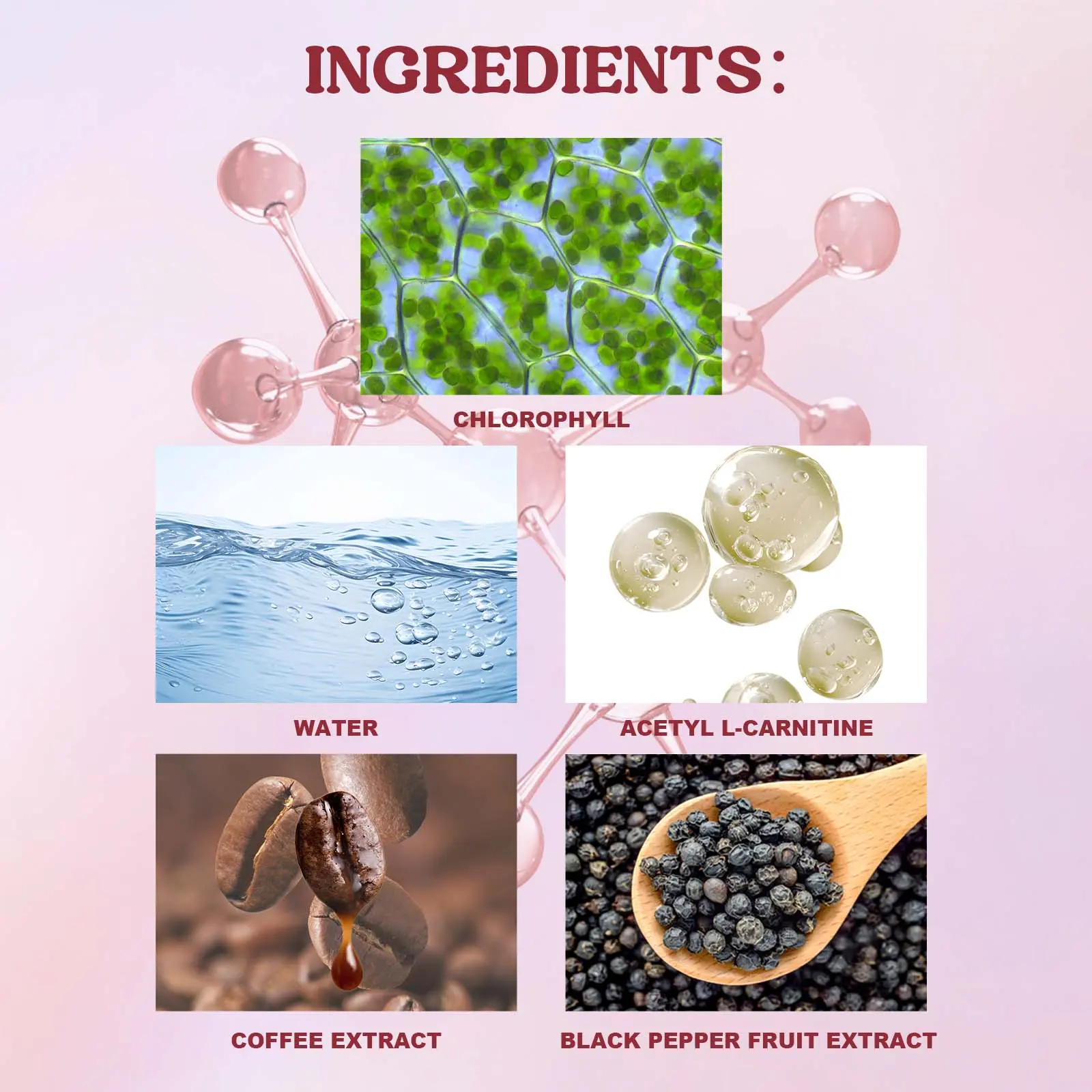 Acetyl-Carnitine Chlorophyll Drops for Daily Nutritional Wellness - Googeer 9 googeer acetyil carnitine sugar control GOI02 A027 30 RD1 1933